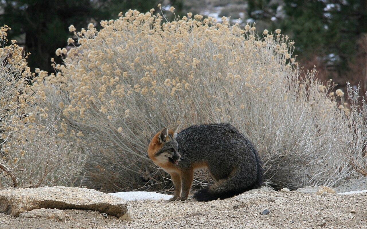 Gray Fox: Identification, Range, and Why It Climbs Trees