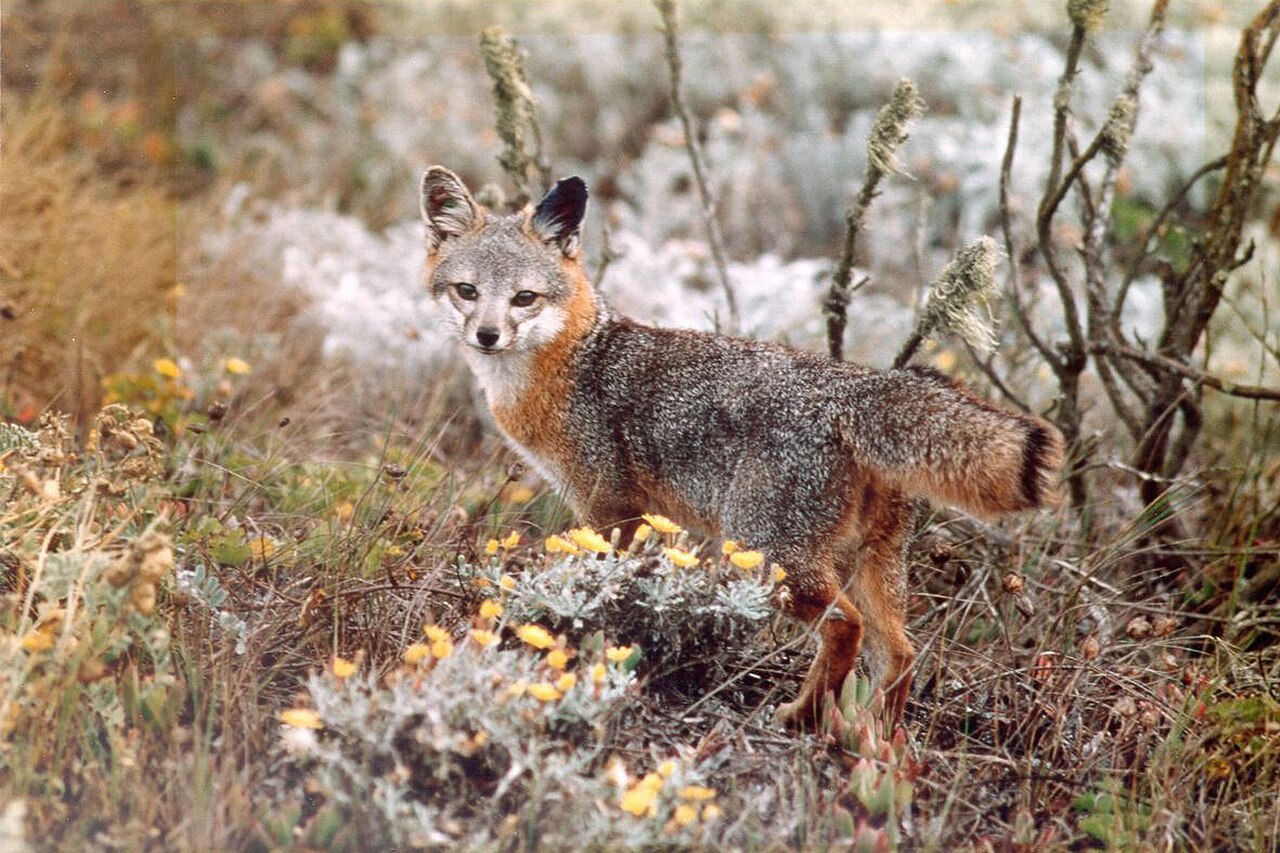 What States Have Gray Foxes?