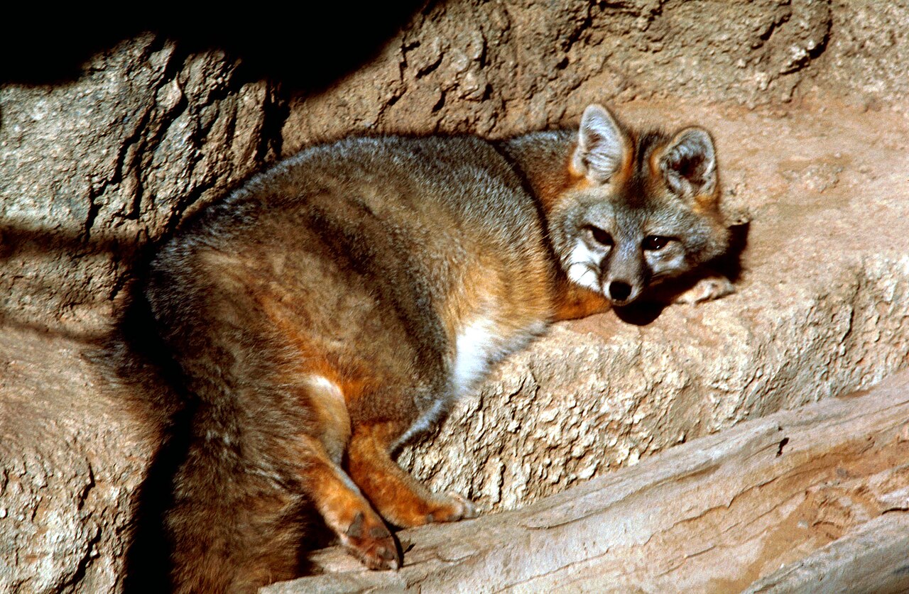 Why Is a Gray Fox Not a True Fox?