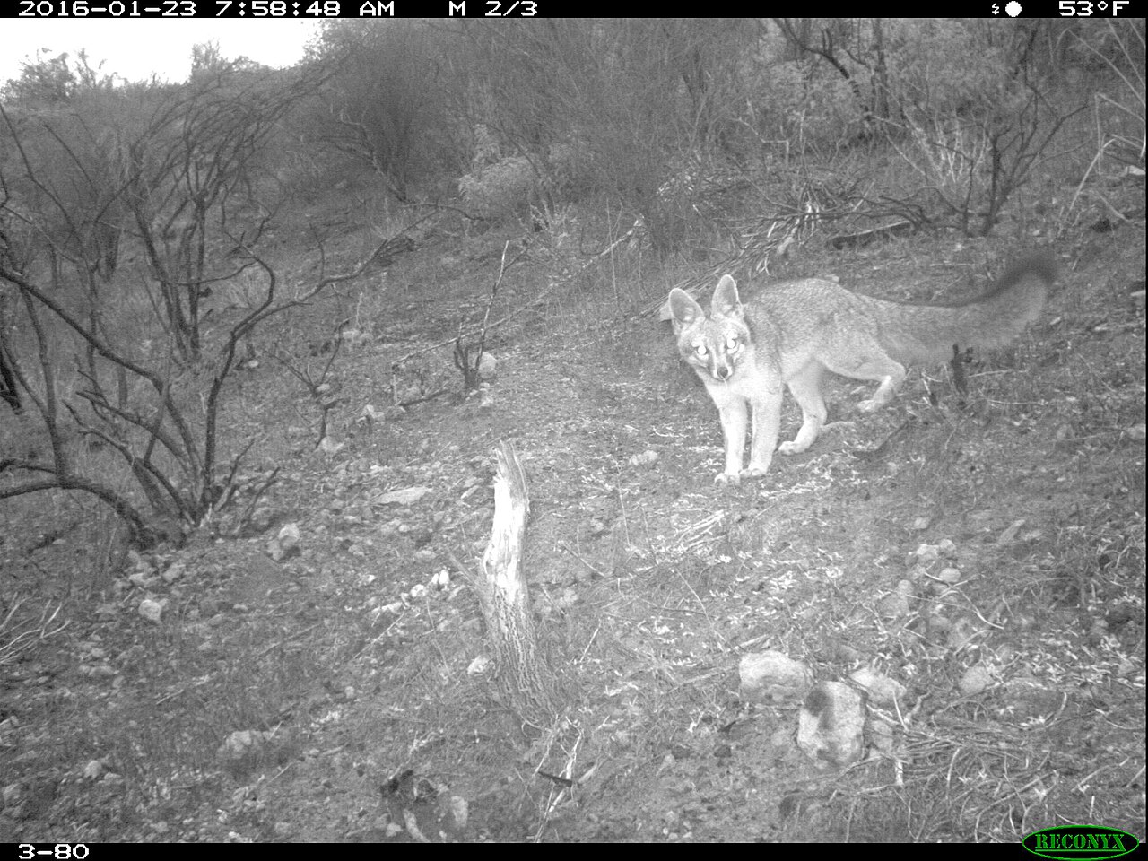 How Rare Is It to See a Grey Fox?