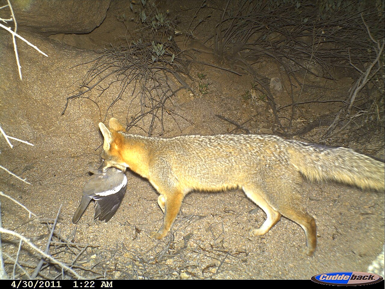 Are Gray Foxes Aggressive to Humans?