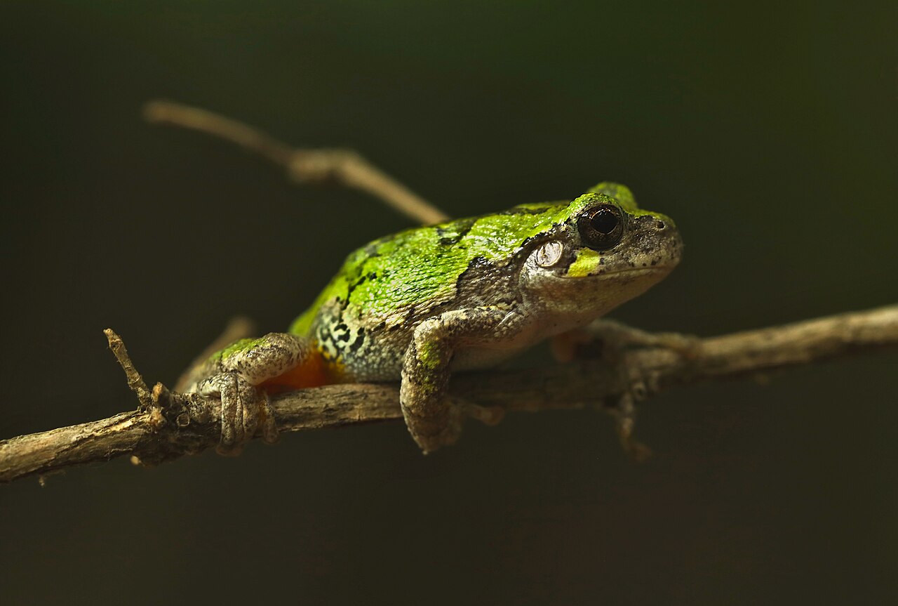 Gray Tree Frog: Safe to Touch, and It Survives Being Frozen