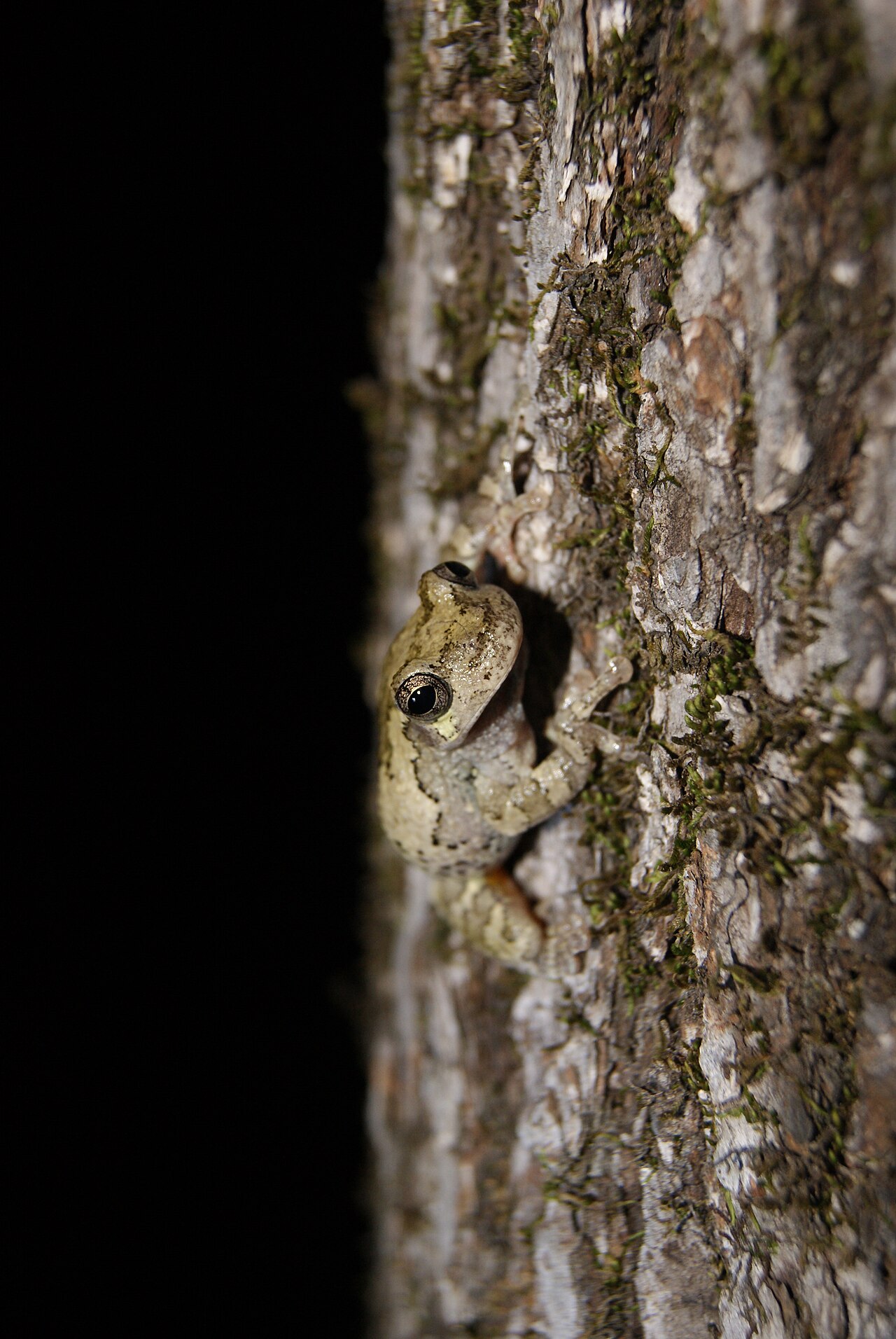 Is the Gray Treefrog Poisonous?