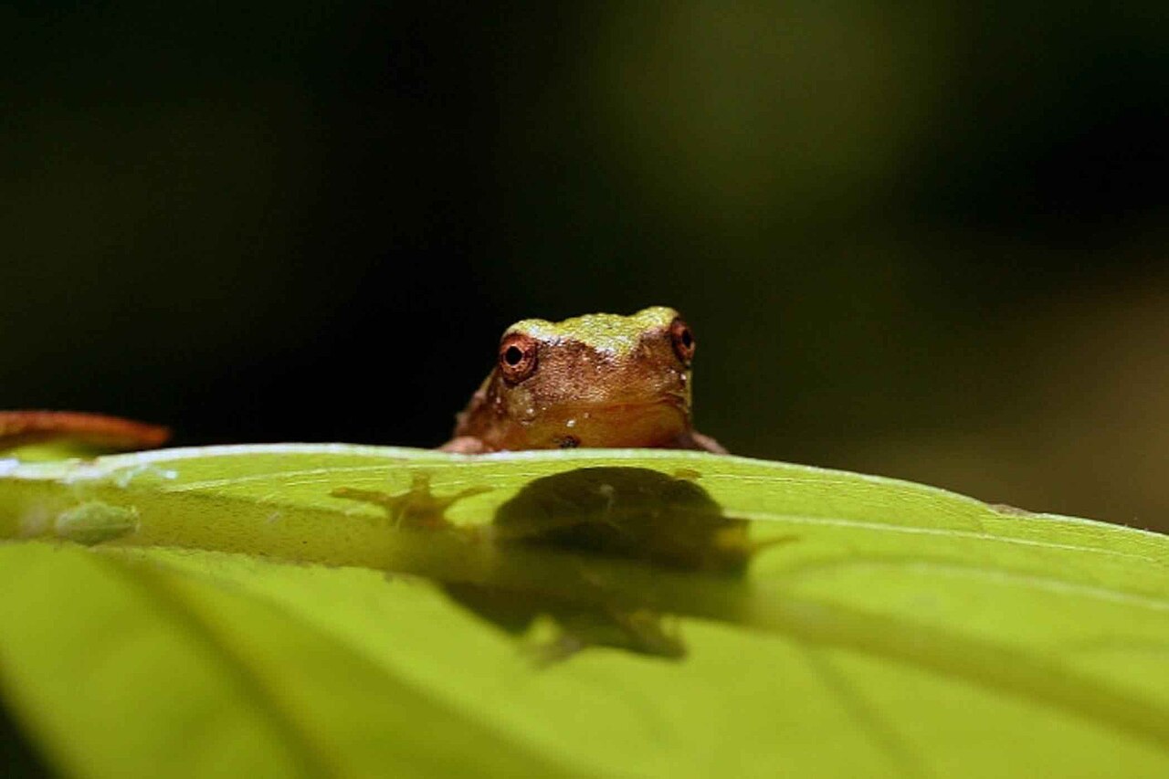 How to Identify a Gray Tree Frog