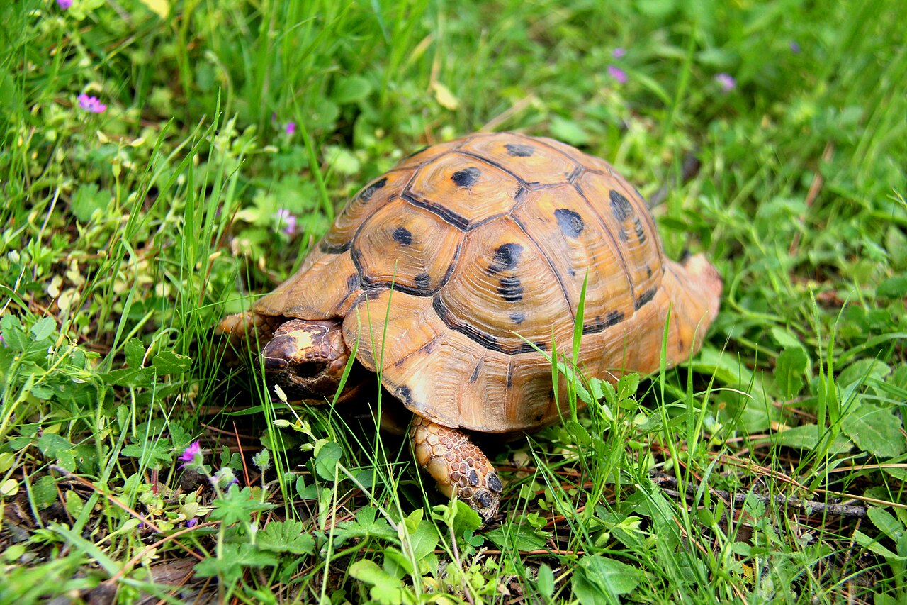 Greek Tortoise: Size, Lifespan, Diet, and Price Explained