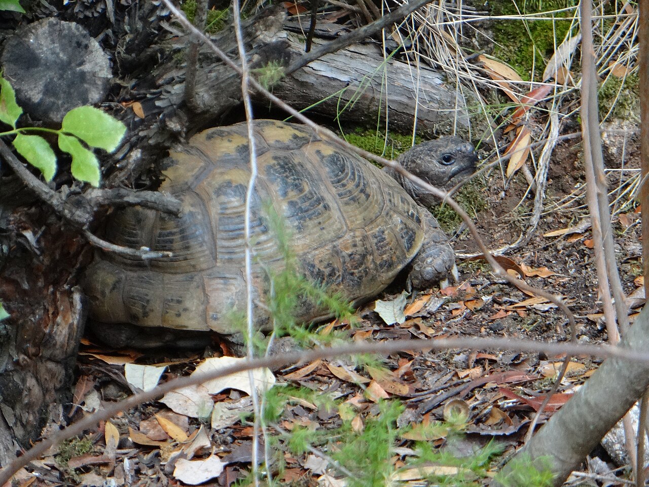 What Is the Lifespan of a Greek Tortoise?