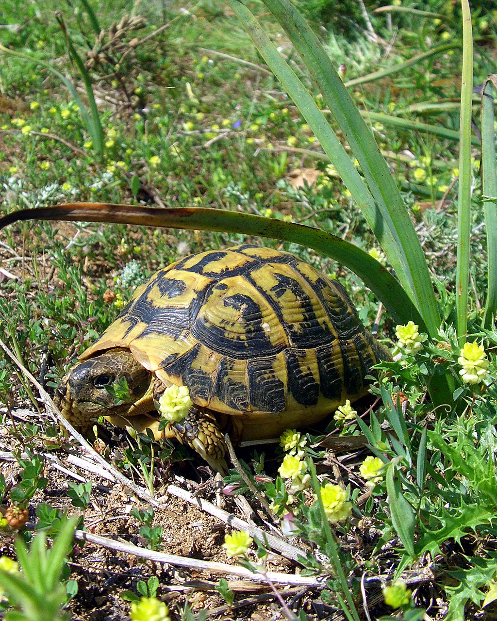 How to Identify a Greek Tortoise