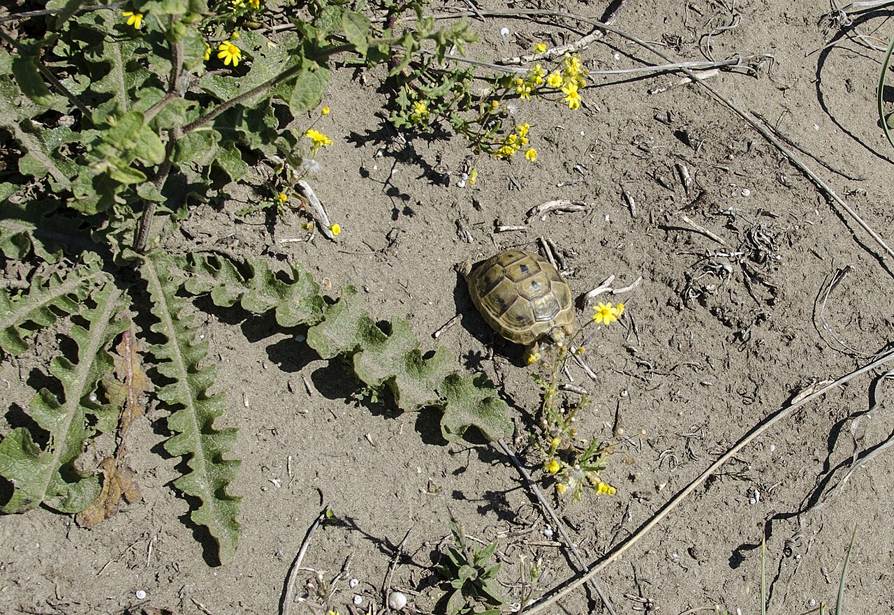 Is a Greek Tortoise a Good Pet?