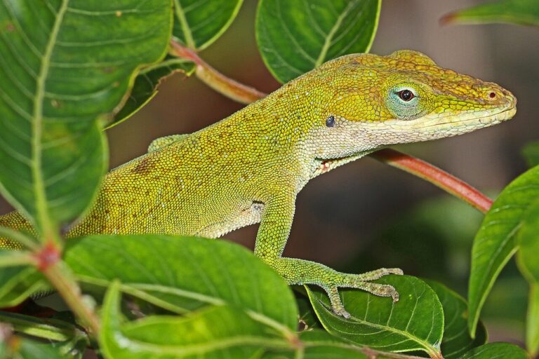 Green Anole: Why It Turns Brown, What It Eats, and How to Keep One