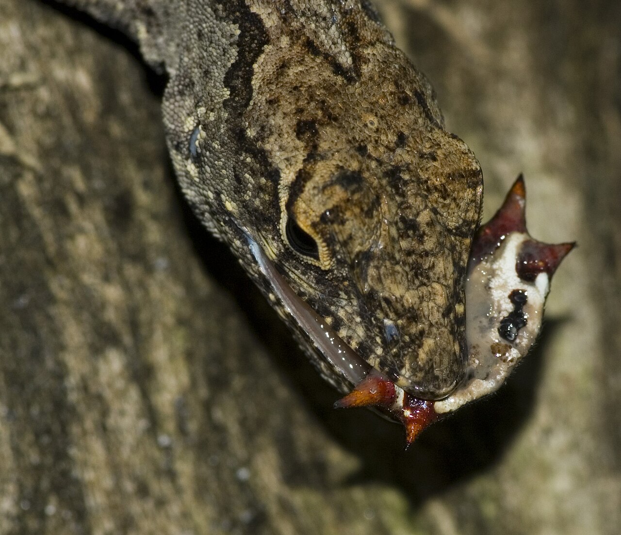 How to Identify a Green Anole