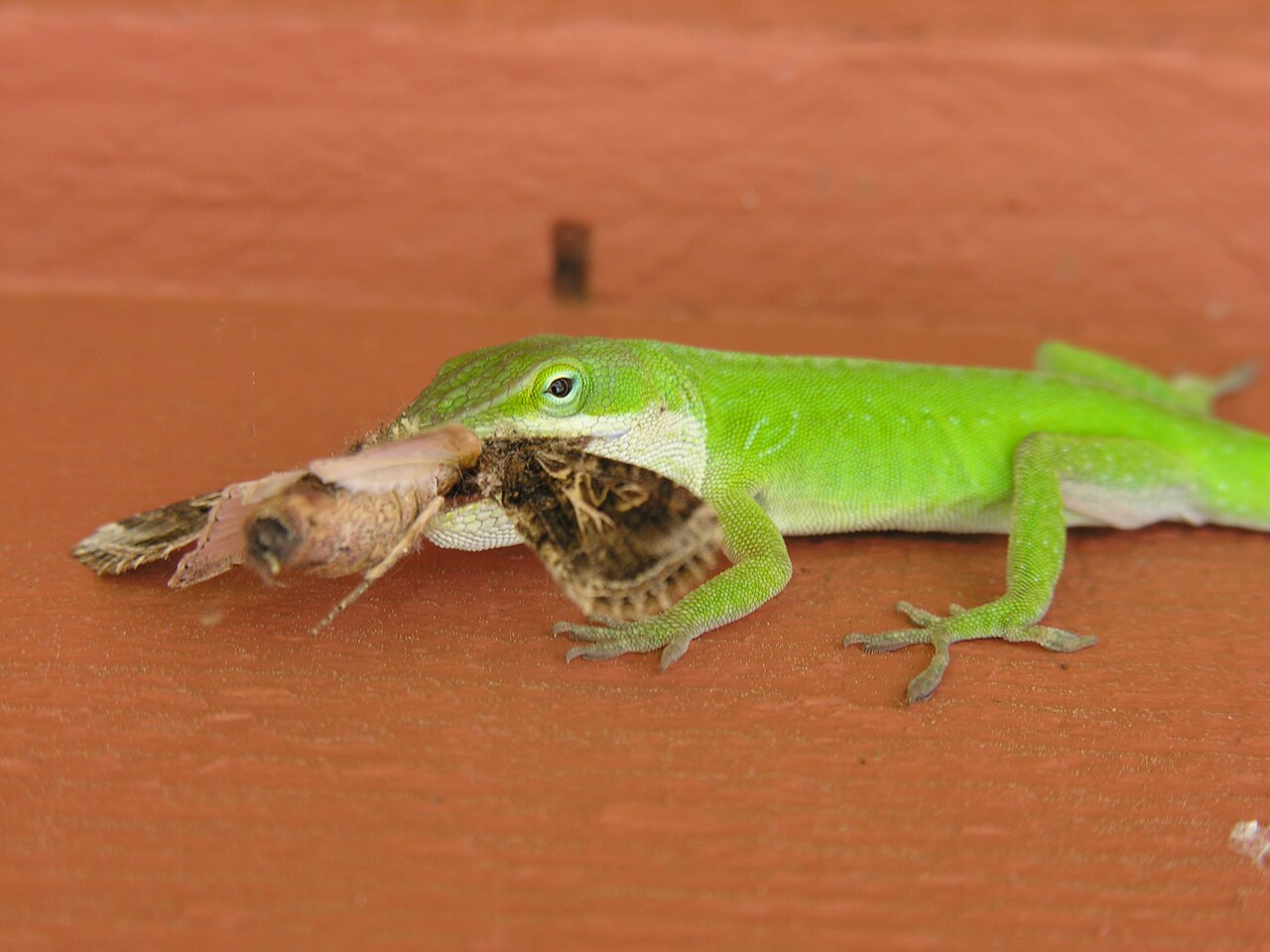 Why Do Green Anoles Turn Brown?