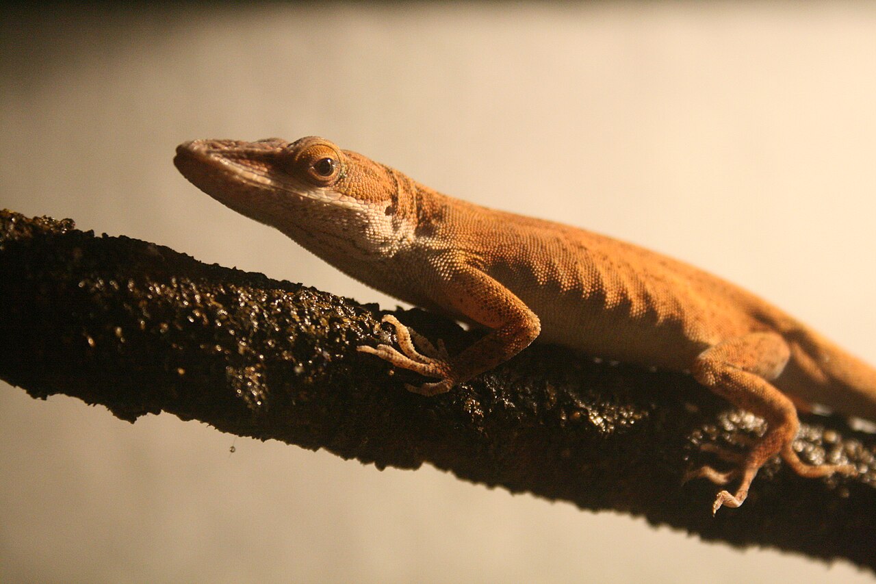 Green Anole vs Brown Anole: How to Tell Them Apart