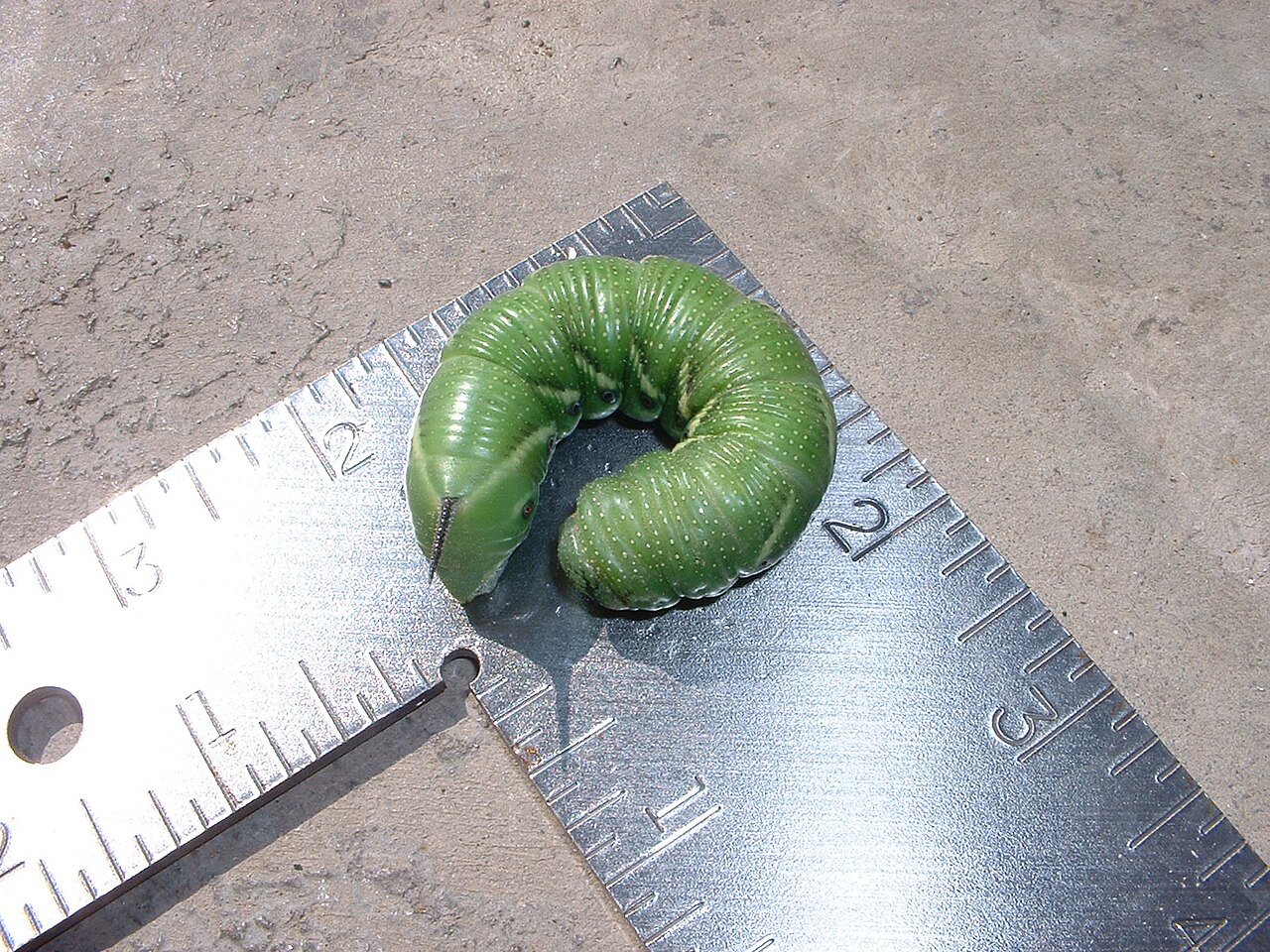 Tomato and Tobacco Hornworm