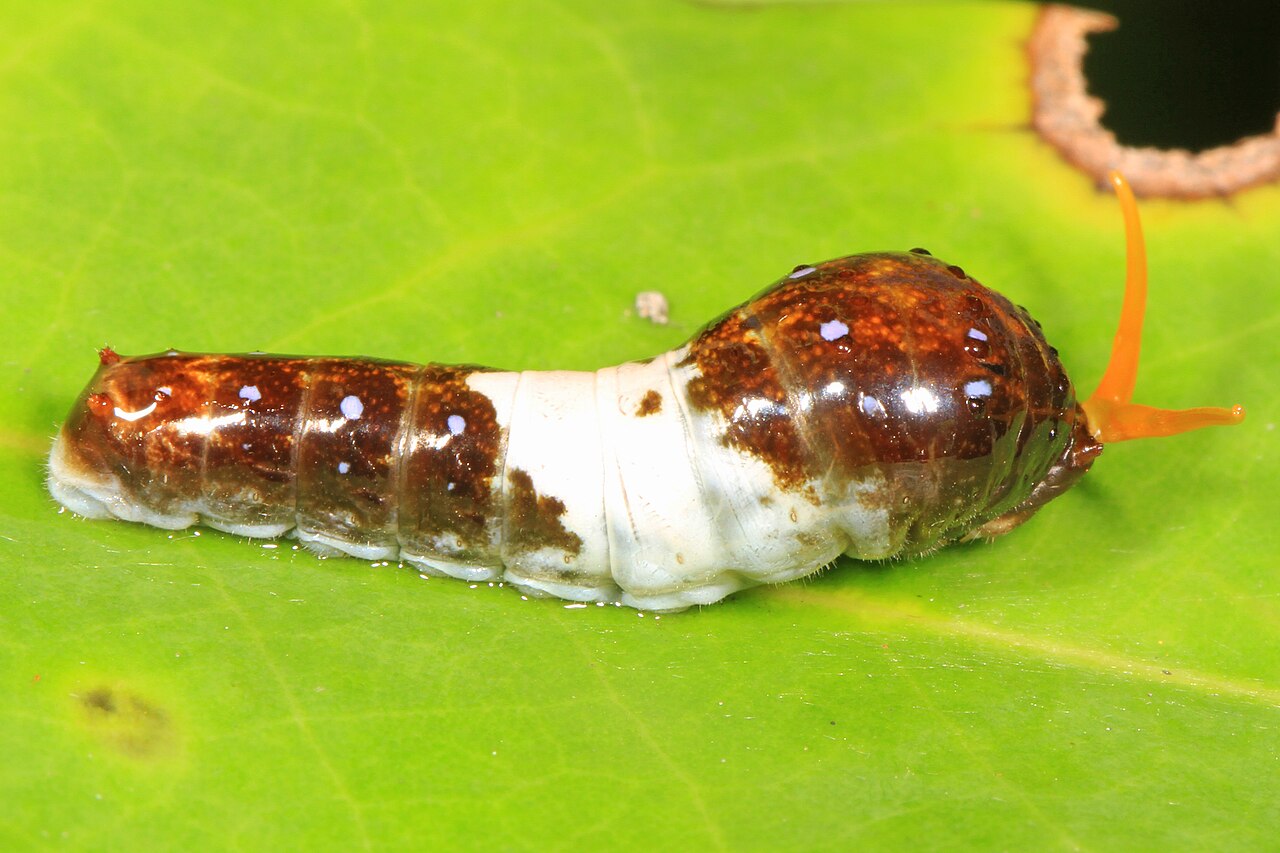 Eastern Tiger Swallowtail Caterpillar