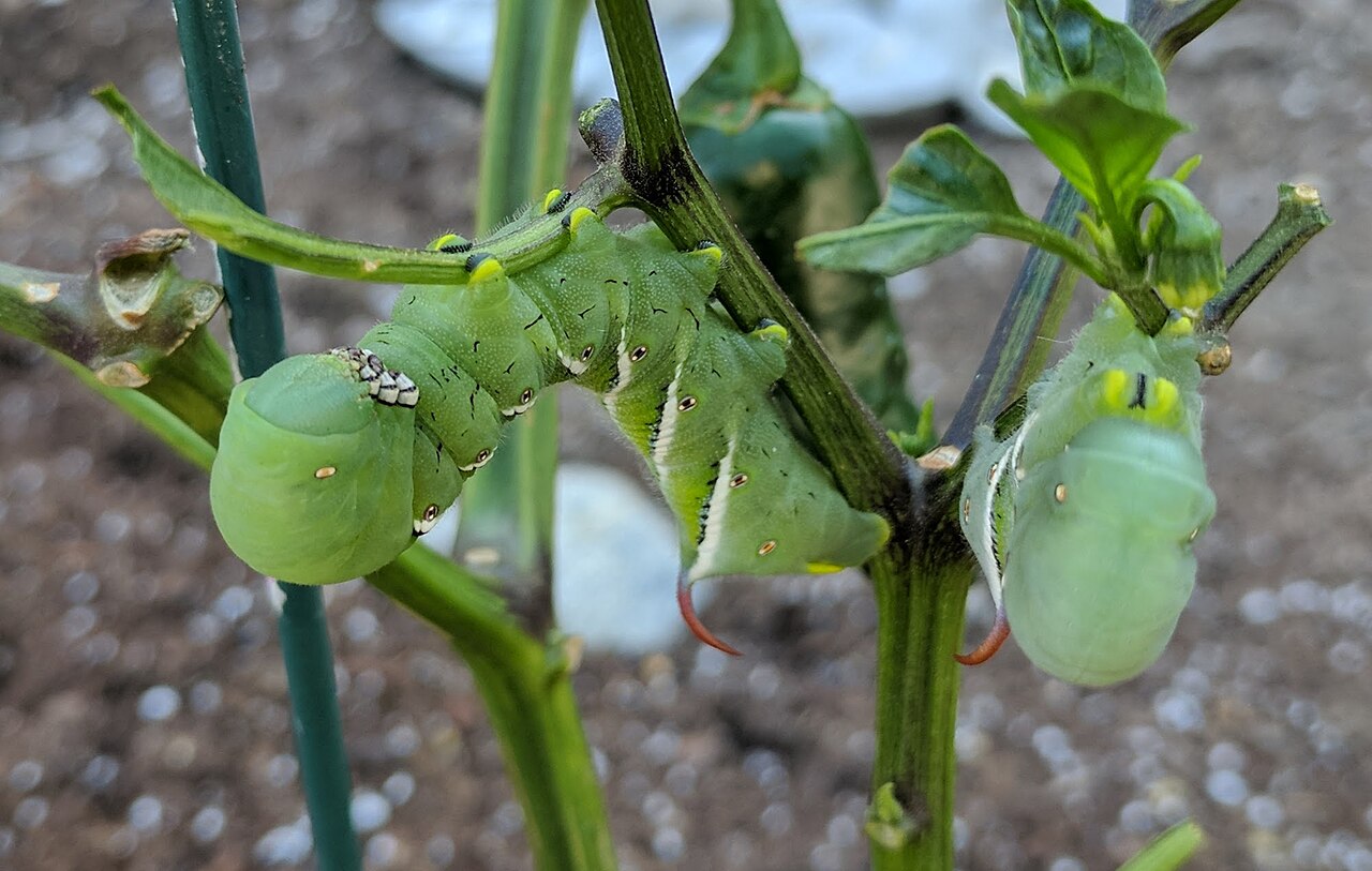Green Caterpillar: Species Identification Guide
