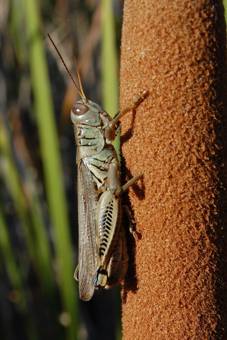 Green Grasshopper: ID, Safety, and Garden Impact