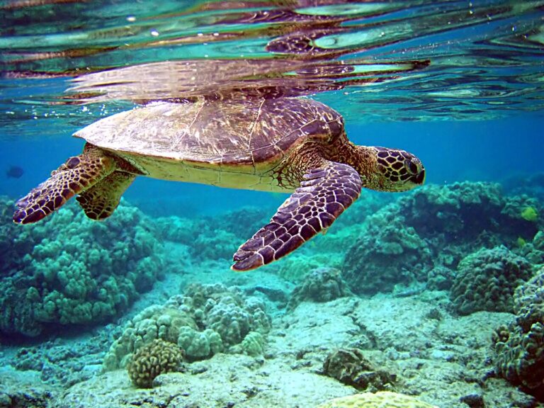 Green Sea Turtle: 12 Facts on Size, Diet, Lifespan and Status