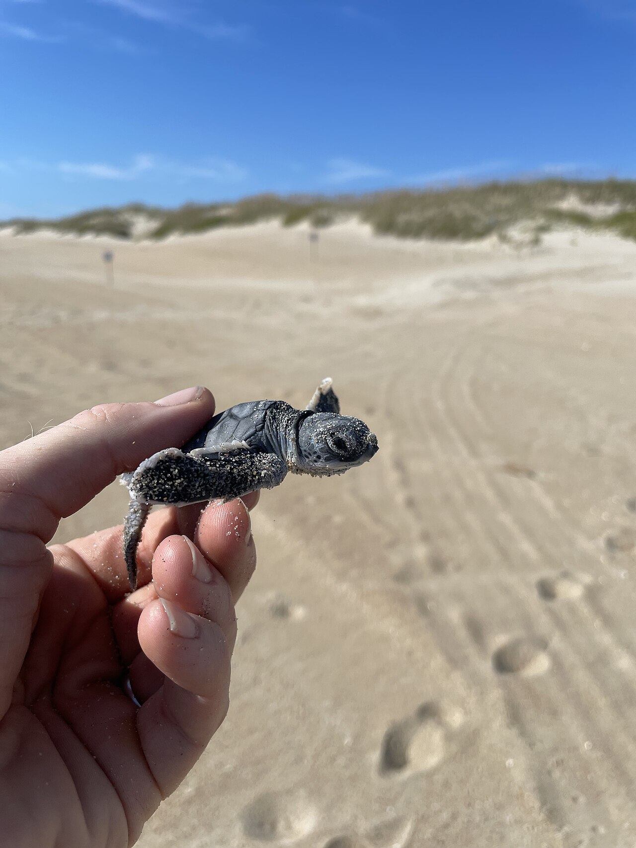 What Are 5 Facts About Green Sea Turtles?