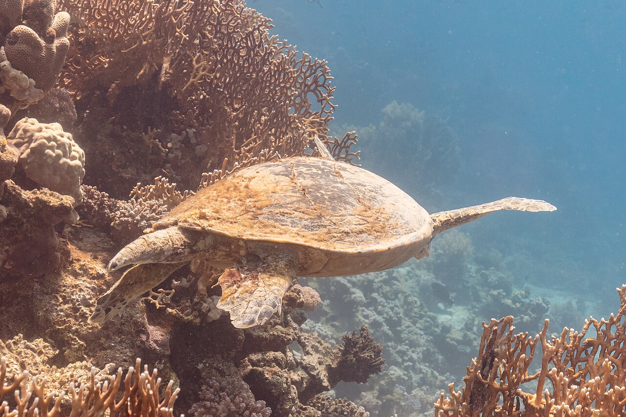 How to Tell a Green Sea Turtle From a Hawksbill