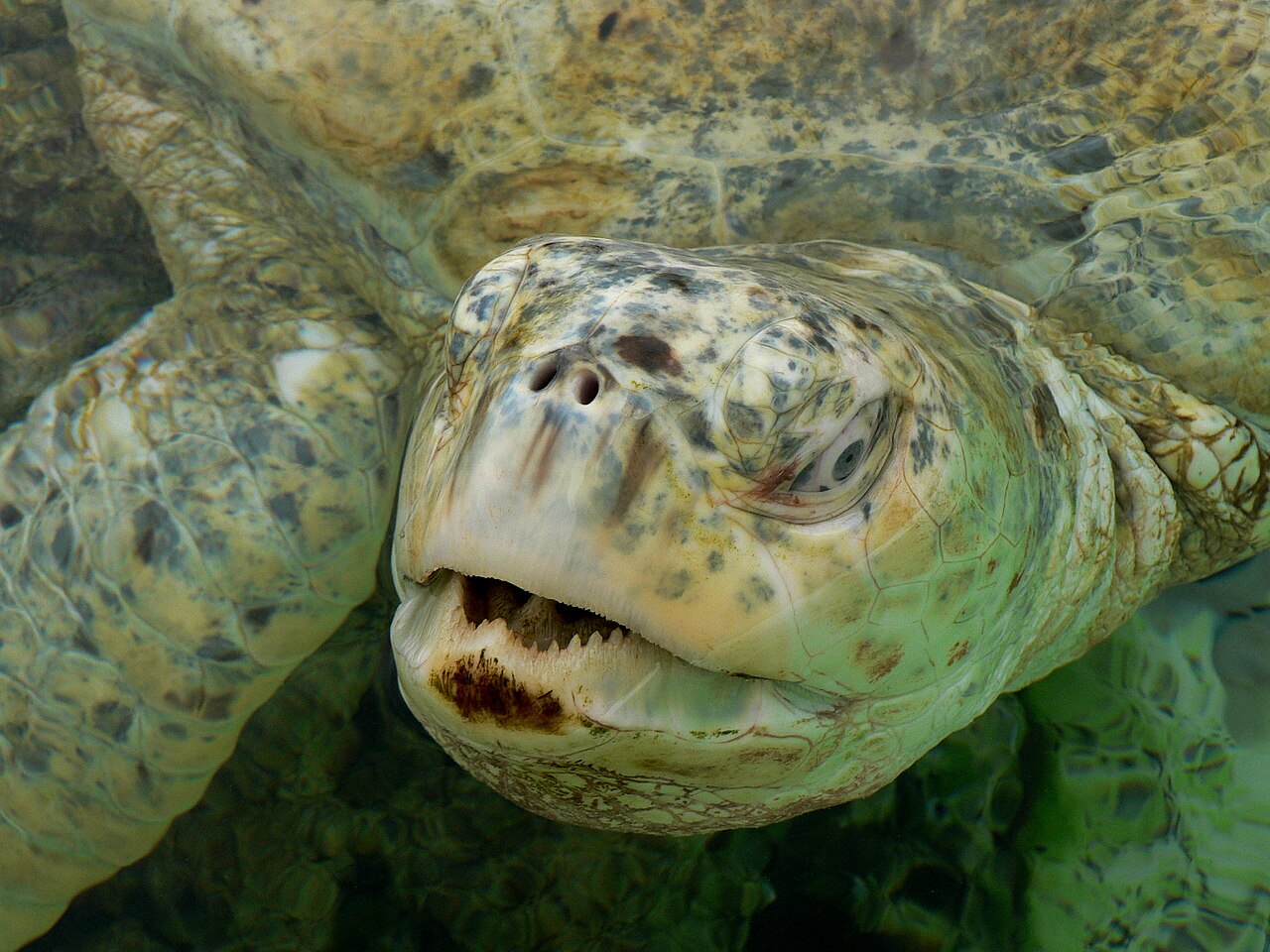 What Green Sea Turtles Eat