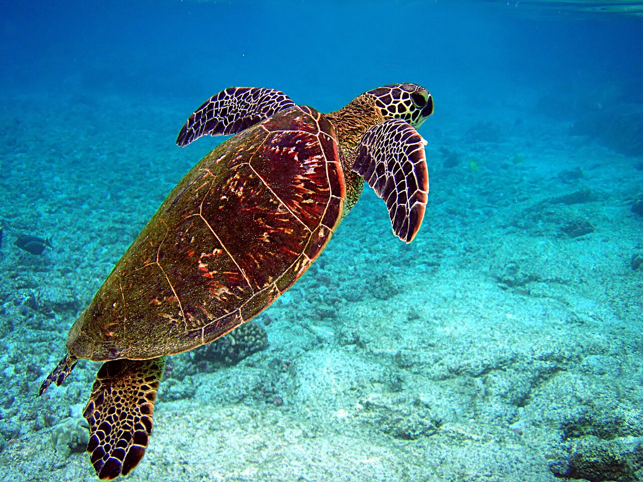 How Long Do Green Turtles Live?