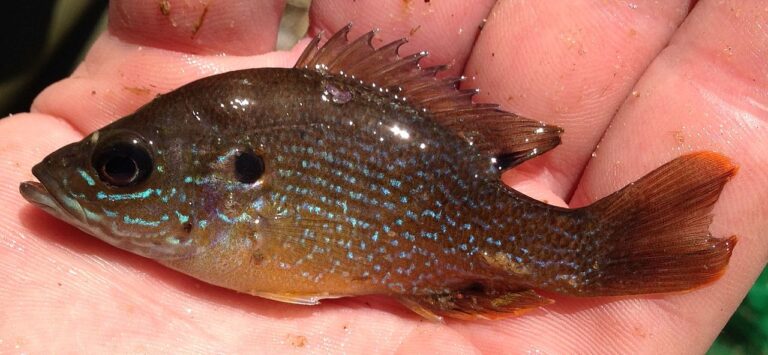 Green Sunfish: How to Identify One and Why Ponds Fear Them