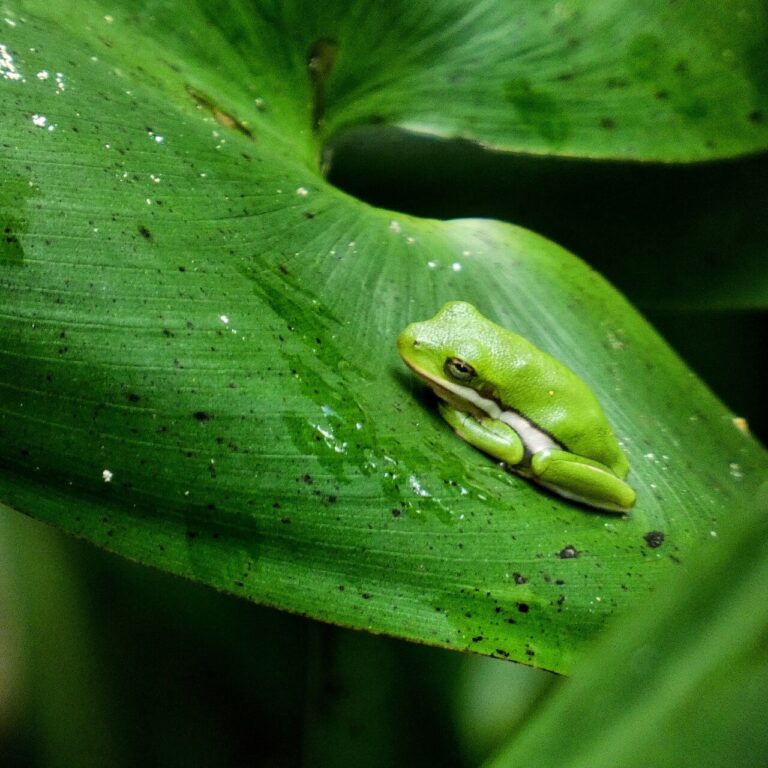 Green Tree Frog: How to Identify One and Whether It Is Safe to Touch