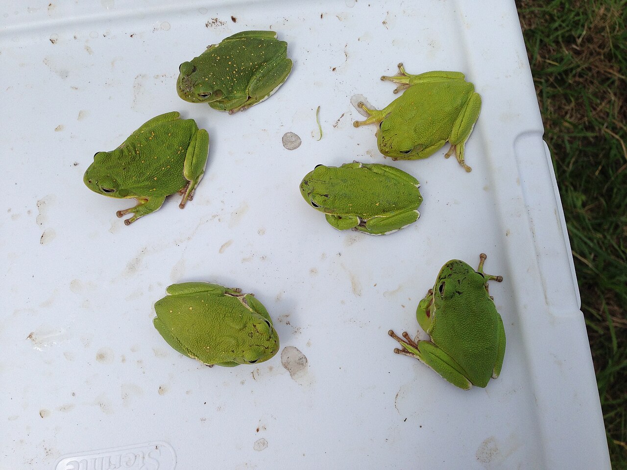 Green Tree Frog Identification: Size, Color, and Markings