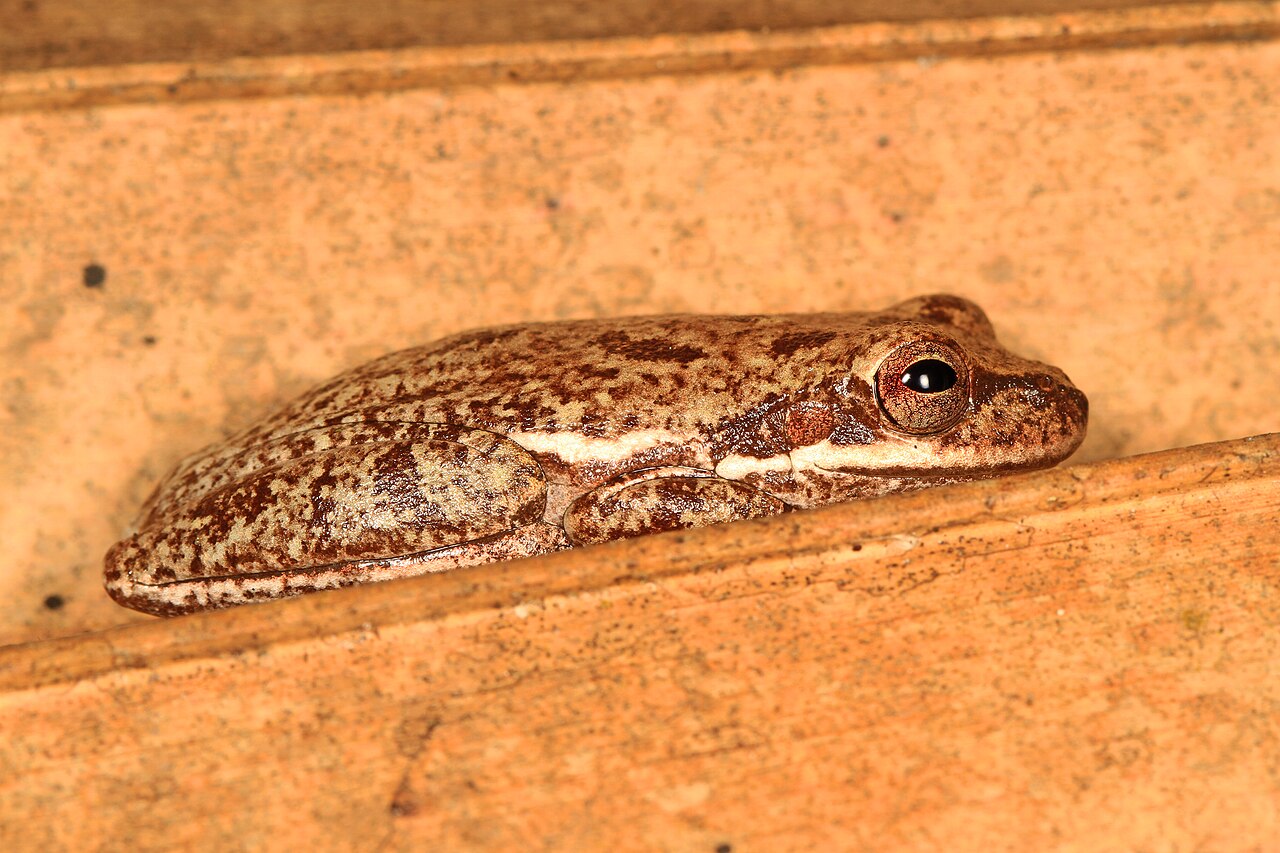 American vs Australian Green Tree Frog