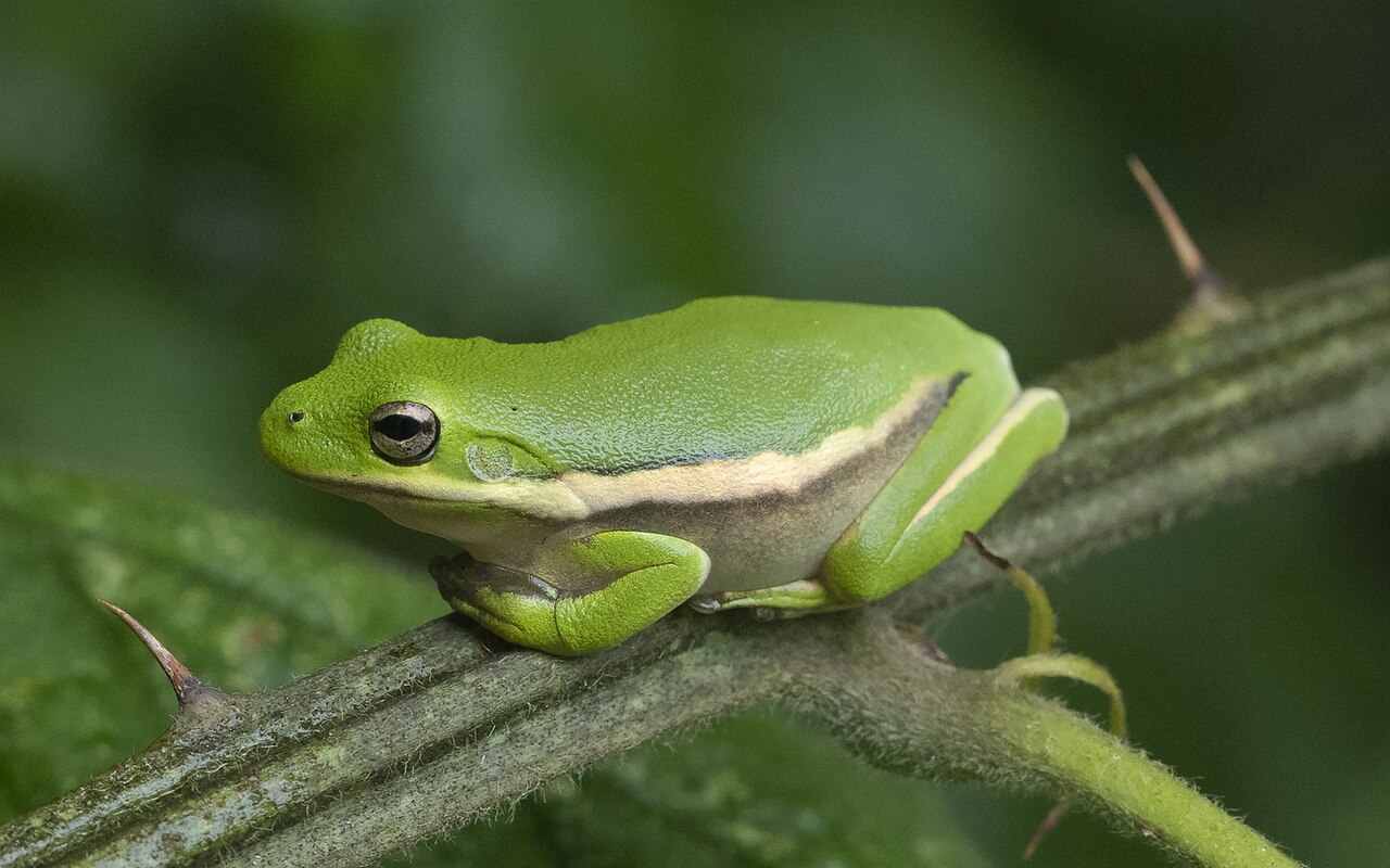 What States Do Green Tree Frogs Live In?