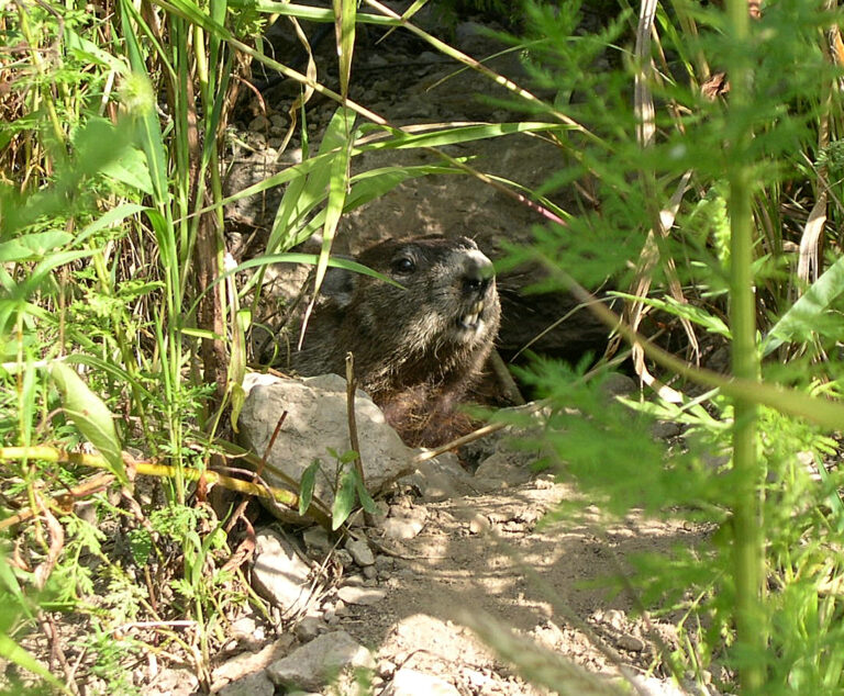 Groundhog Sounds: The Whistle and Every Other Call Explained