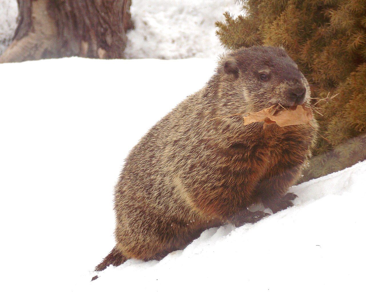 The Whistle: Why Groundhogs Are Called Whistle Pigs