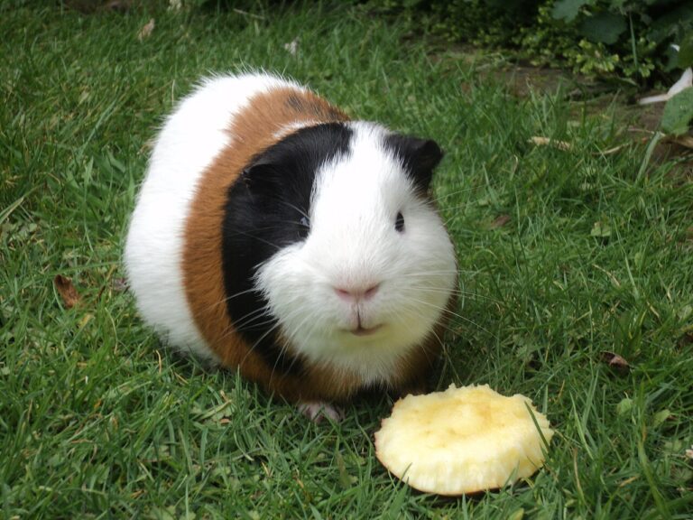 Guinea Pig Sounds: What Every Wheek, Purr, and Rumble Means