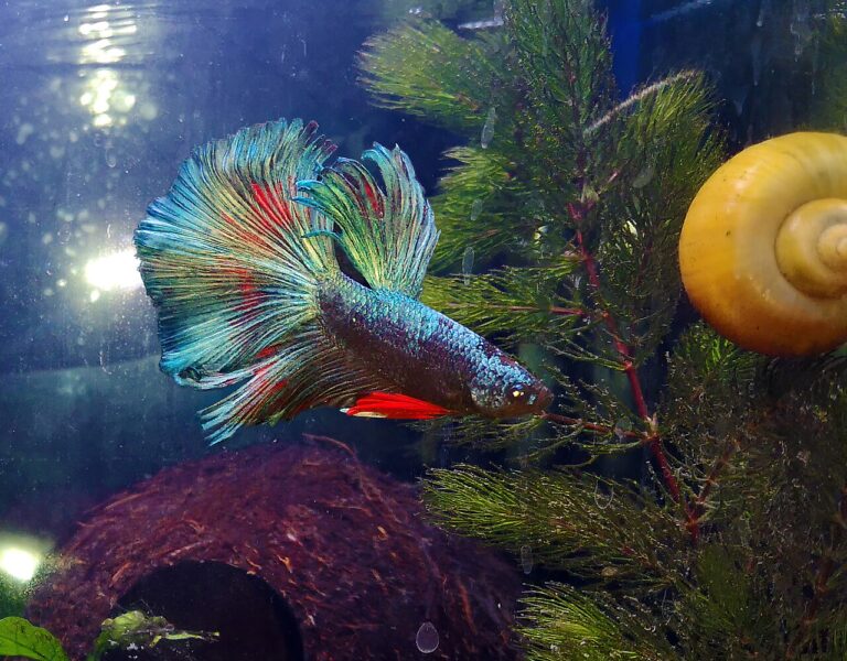Halfmoon Betta Fish: Care, Cost and the 180 Degree Tail