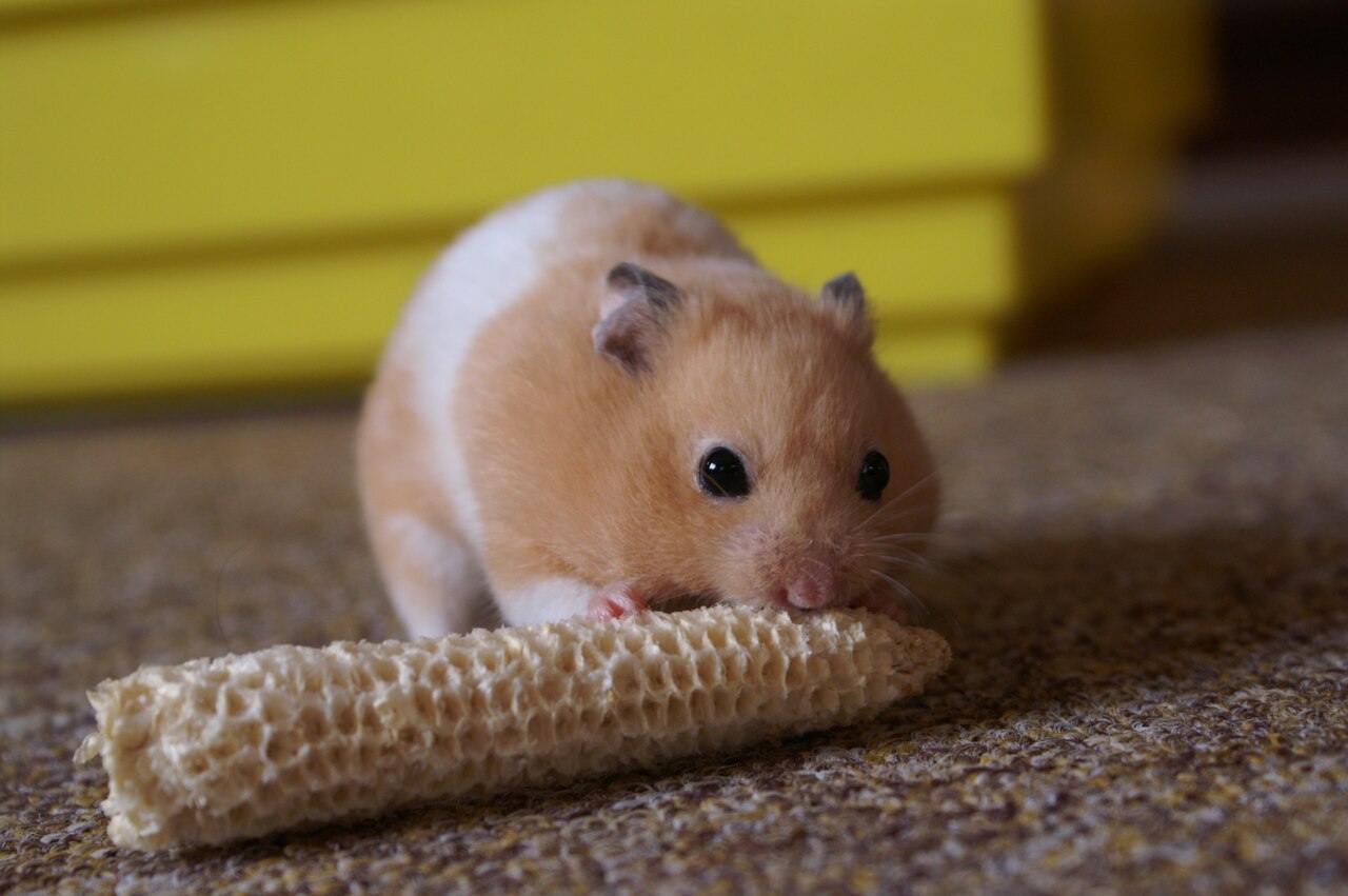 Hamster Poop: What Healthy Droppings Look Like