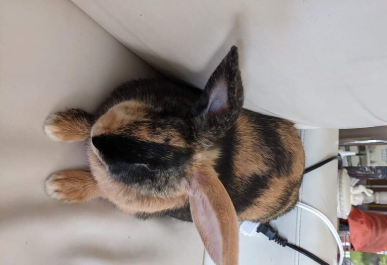 Harlequin Rabbit: 8 Color Combinations, Size, Care and Cost