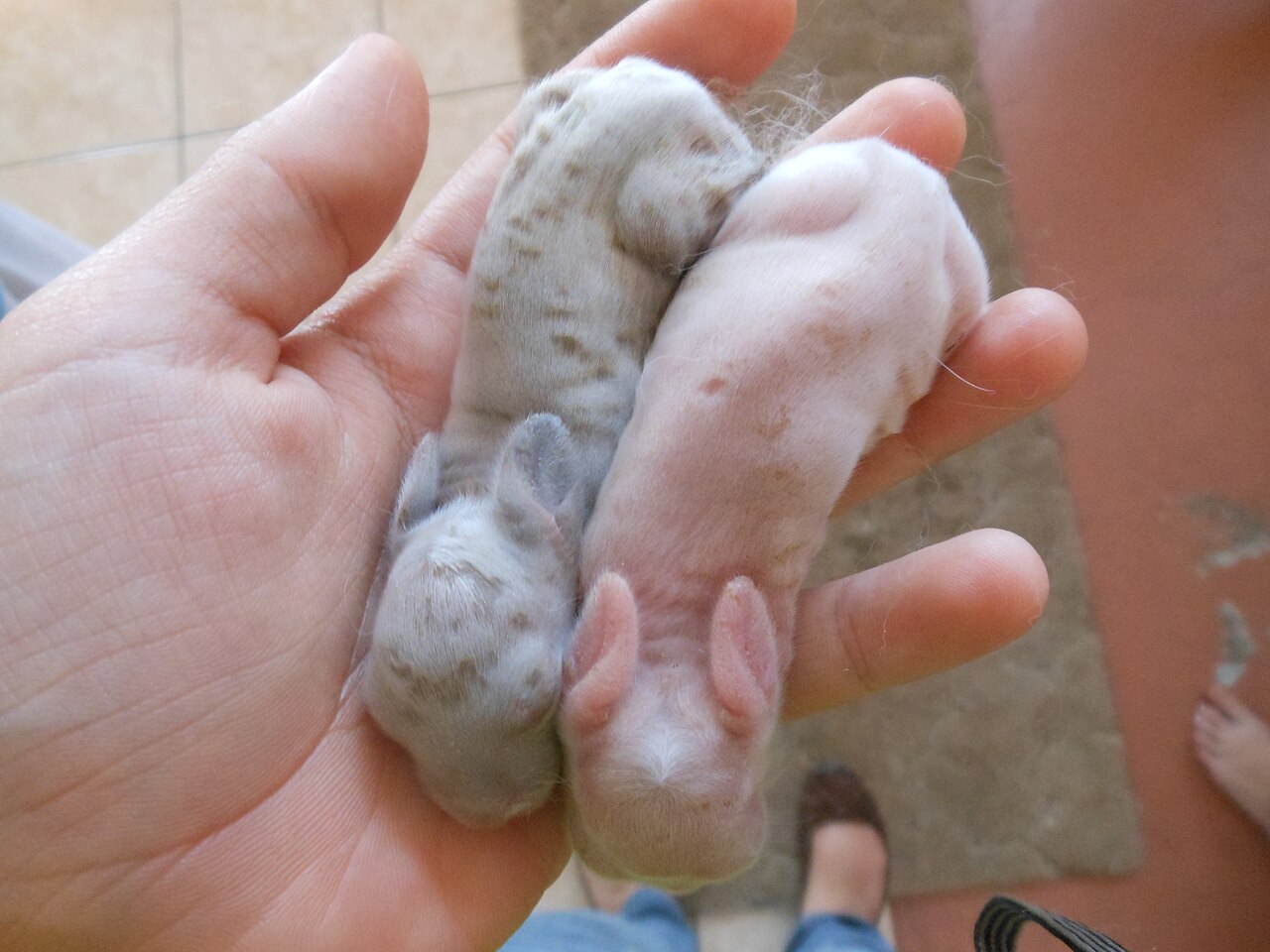 How Big Do Harlequin Rabbits Get?
