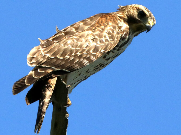 Hawk Sound: What That Scream Means and Which Hawk Made It