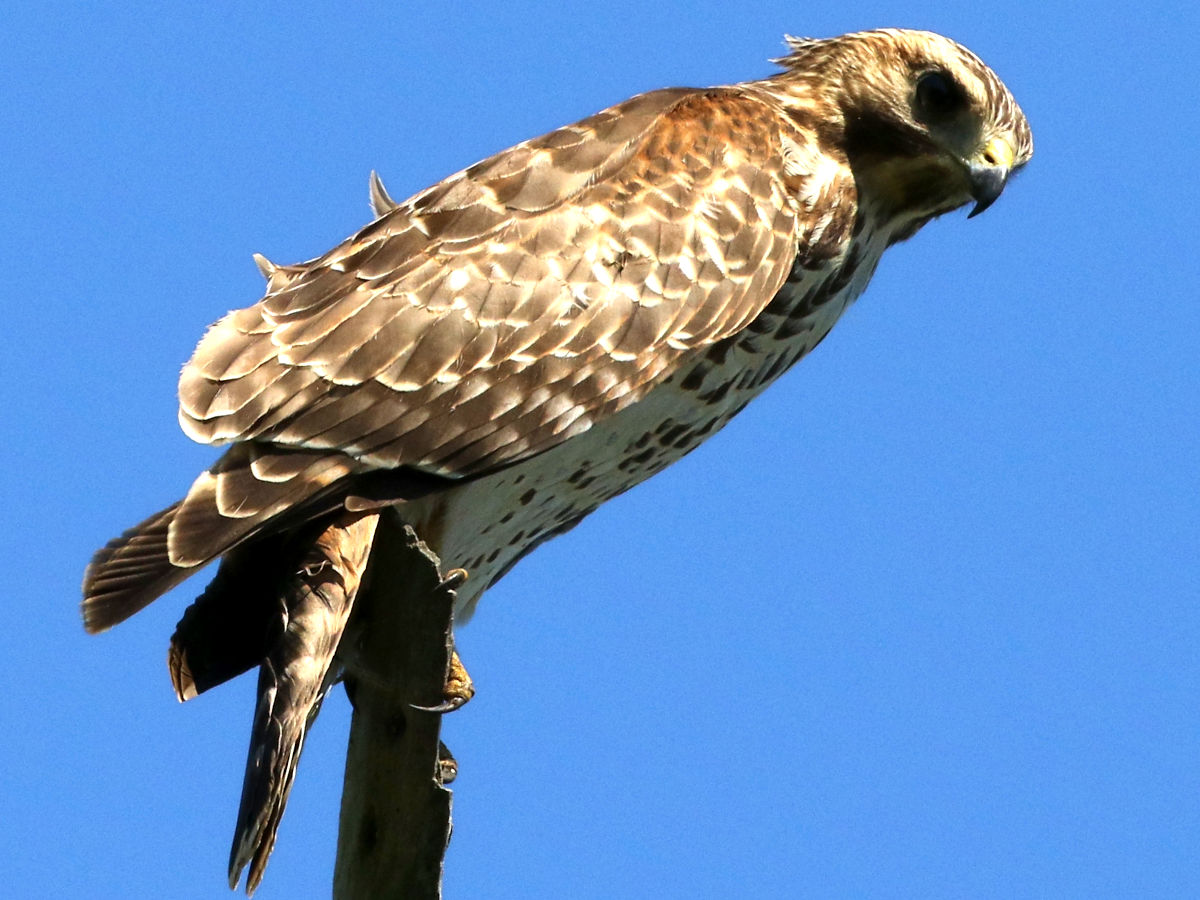 Hawk Sound: What That Scream Means and Which Hawk Made It