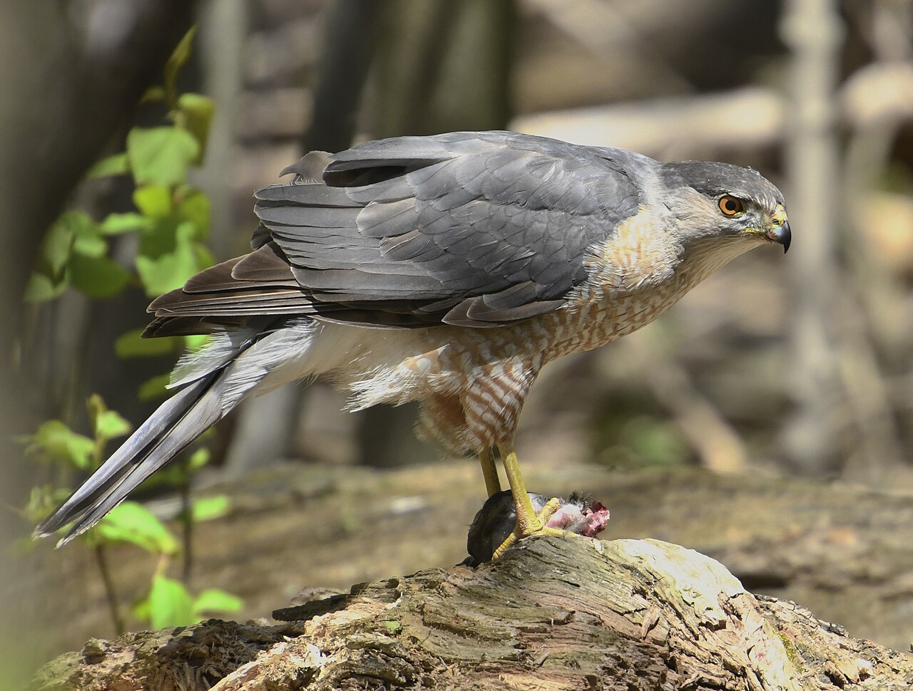 The Red-tailed Hawk Scream You Know From Movies