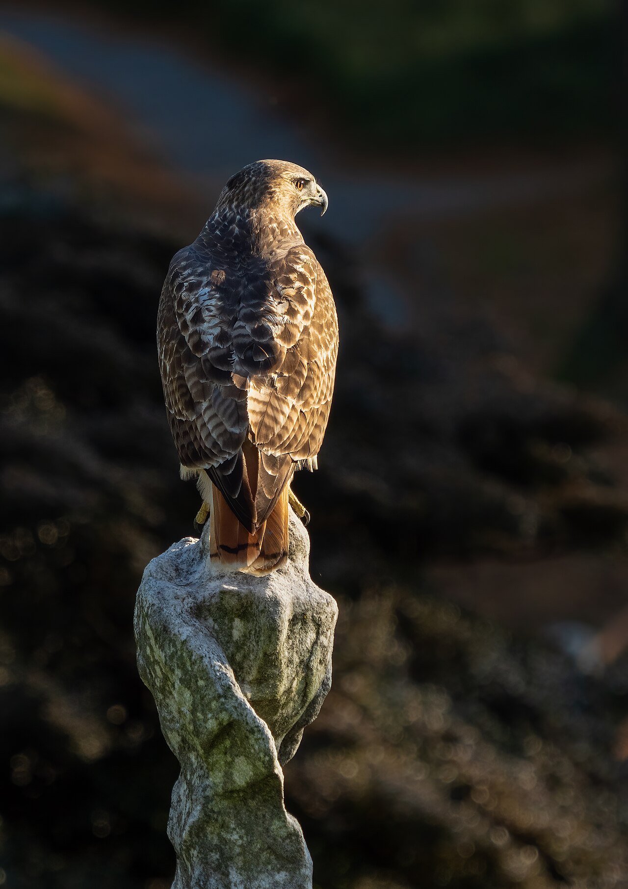 Red-shouldered Hawks Are the Loud Ones in the Suburbs