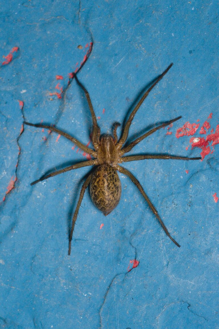 Hobo Spider: How to Identify One and Why the Bite Myth Died
