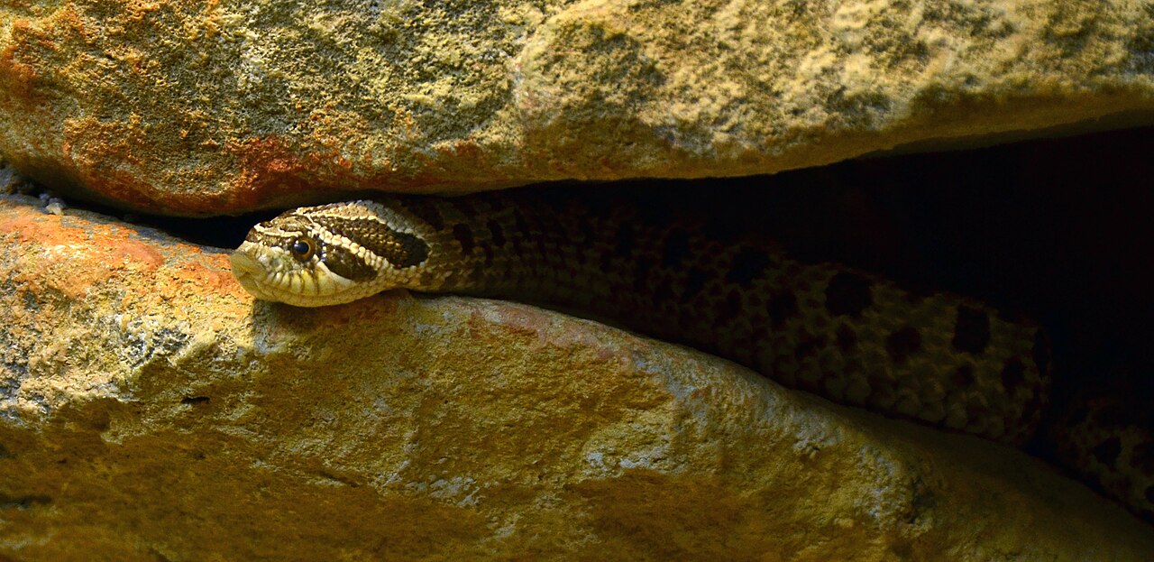 Hognose Snake Lifespan: 15 to 20 Years, and What Cuts It Short