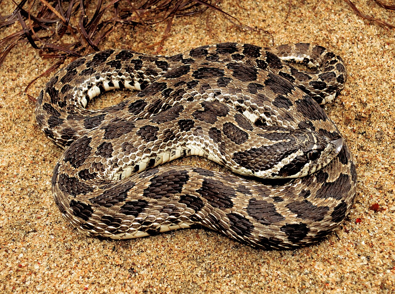 What Shortens a Hognose Snake's Lifespan?