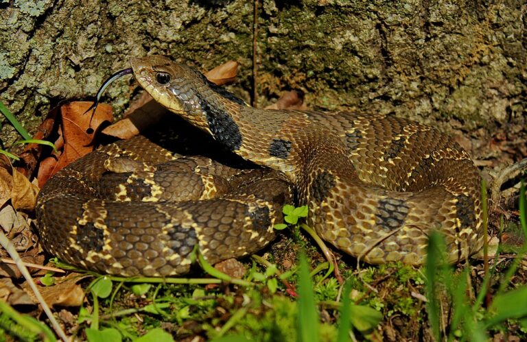 Hognose Snake Playing Dead: The Whole Performance
