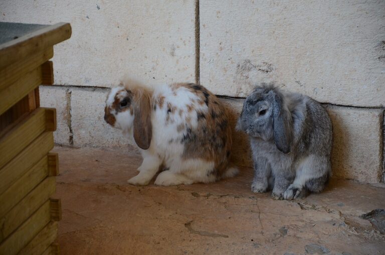 Holland Lop Lifespan: 7 to 12 Years, and What Decides It