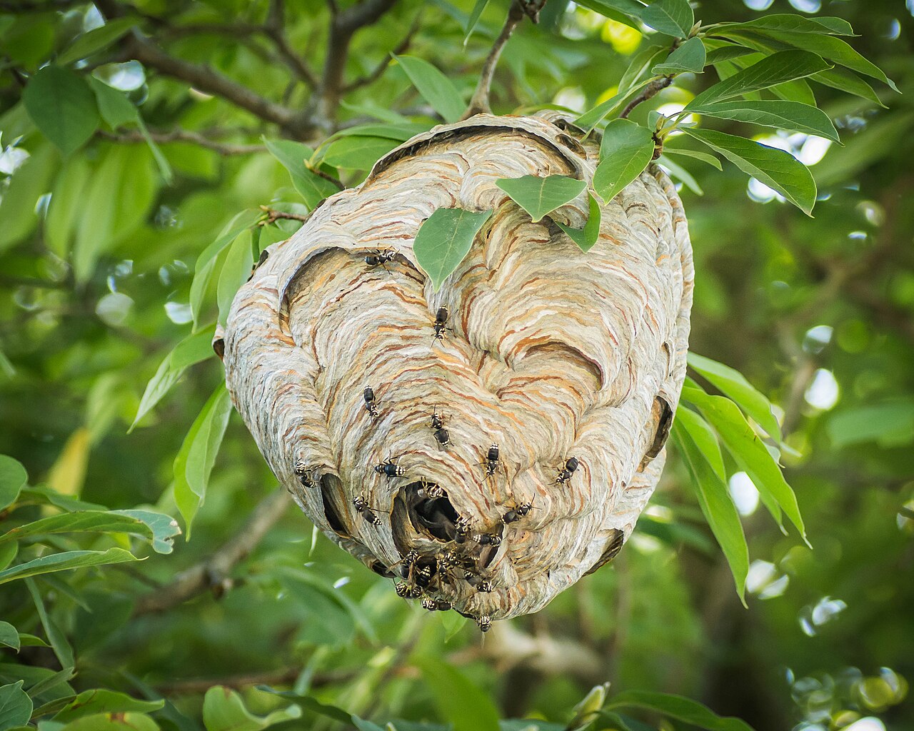 Hornet Nest: Identification, Risk, and Removal