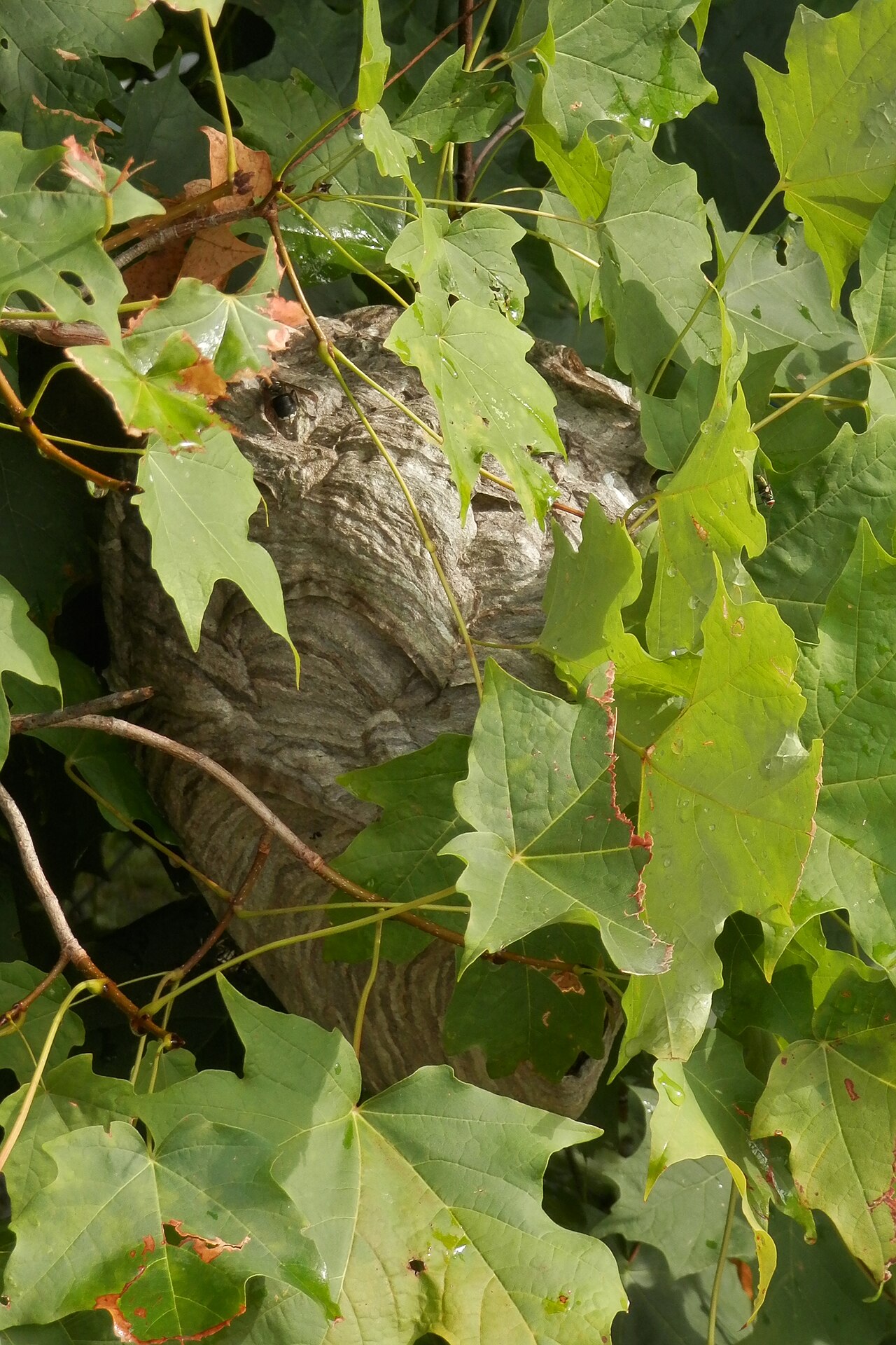 How Is It Different From a Wasp Nest?