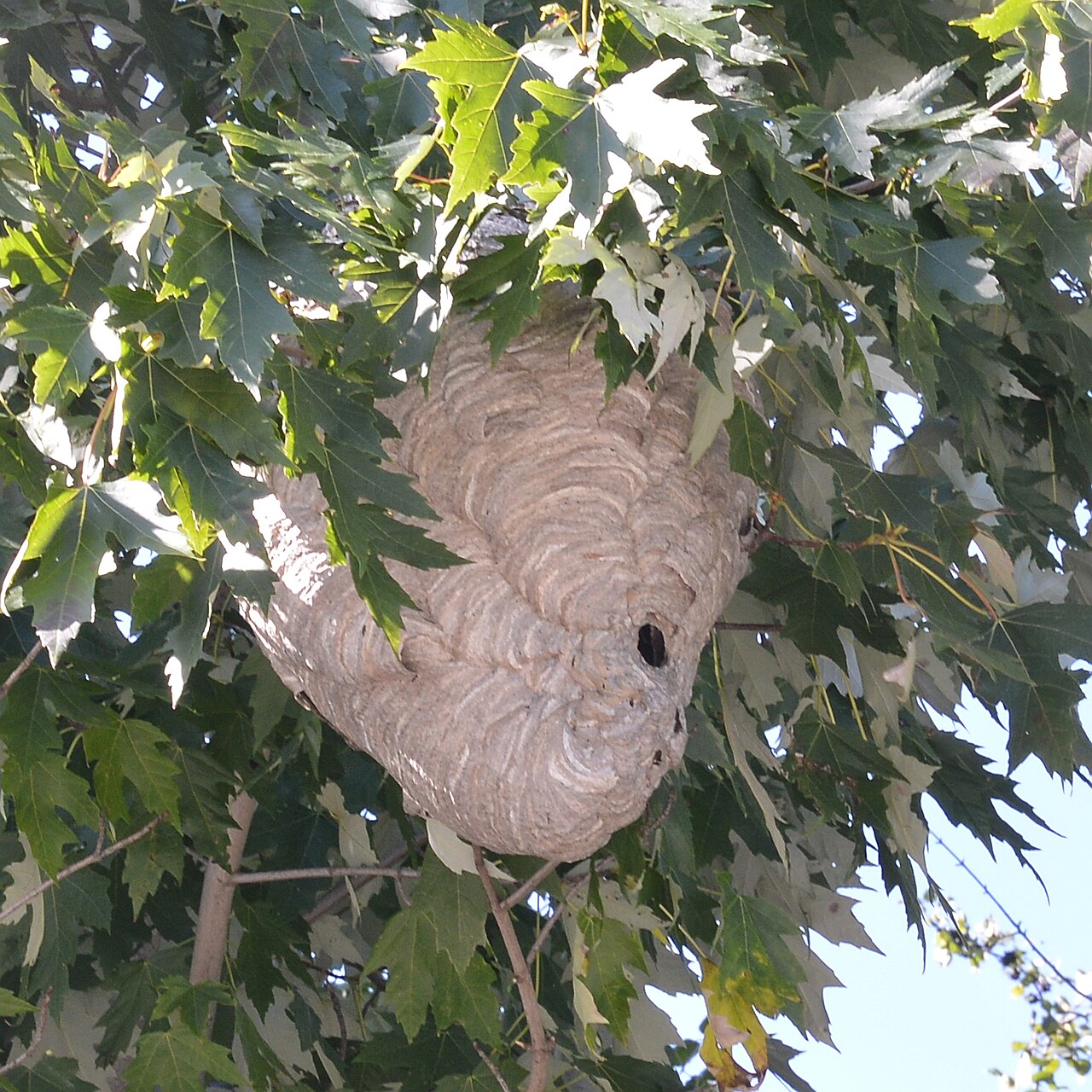 Where Do Hornets Build Nests?