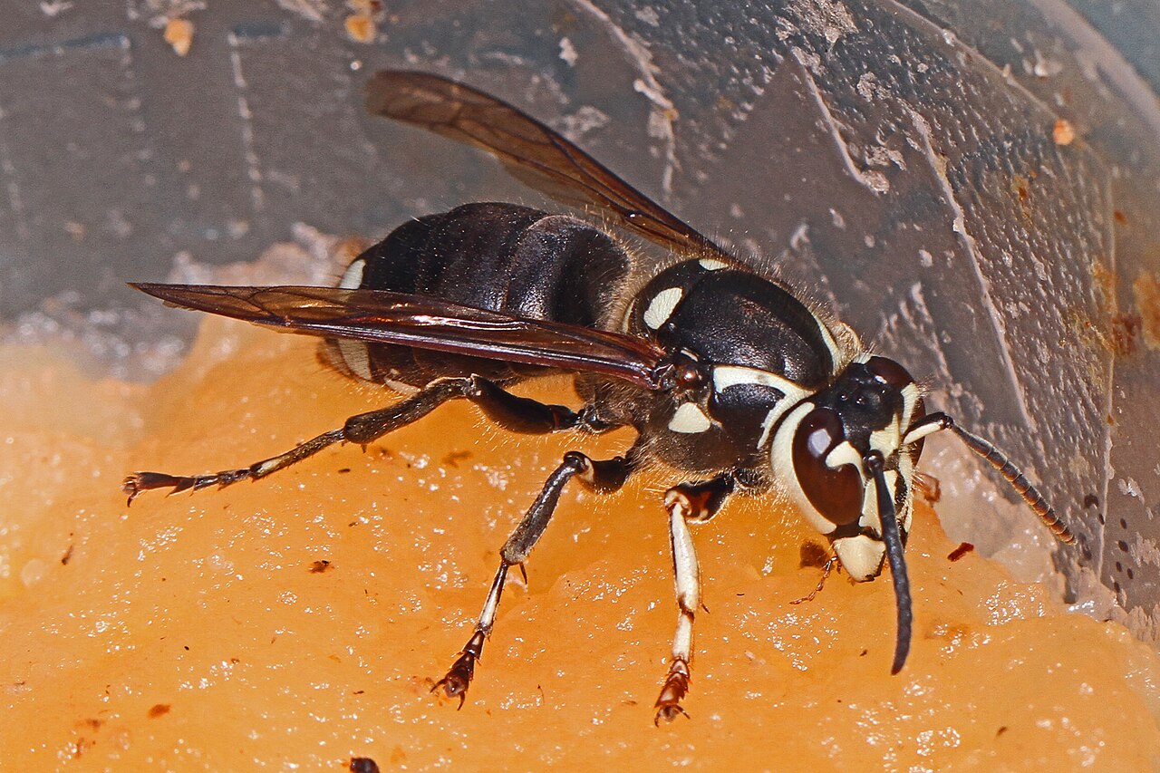 Hornet Nest Removal: What Works, What to Skip, and Cost